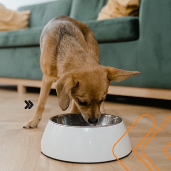 interior-2-6-tips-para-que-tu-perro-deje-de-pedirte-tu-comida-min.jpg